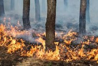 Medidas de apoio aos agricultores afetados pelos incêndios de 15 outubro 2017 
